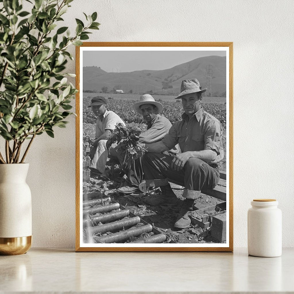 Japanese-Americans Farming in San Benito County 1942