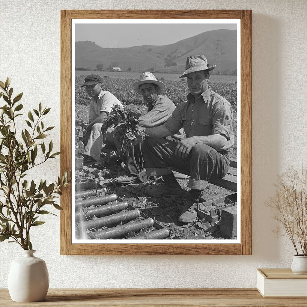 Japanese-Americans Farming in San Benito County 1942