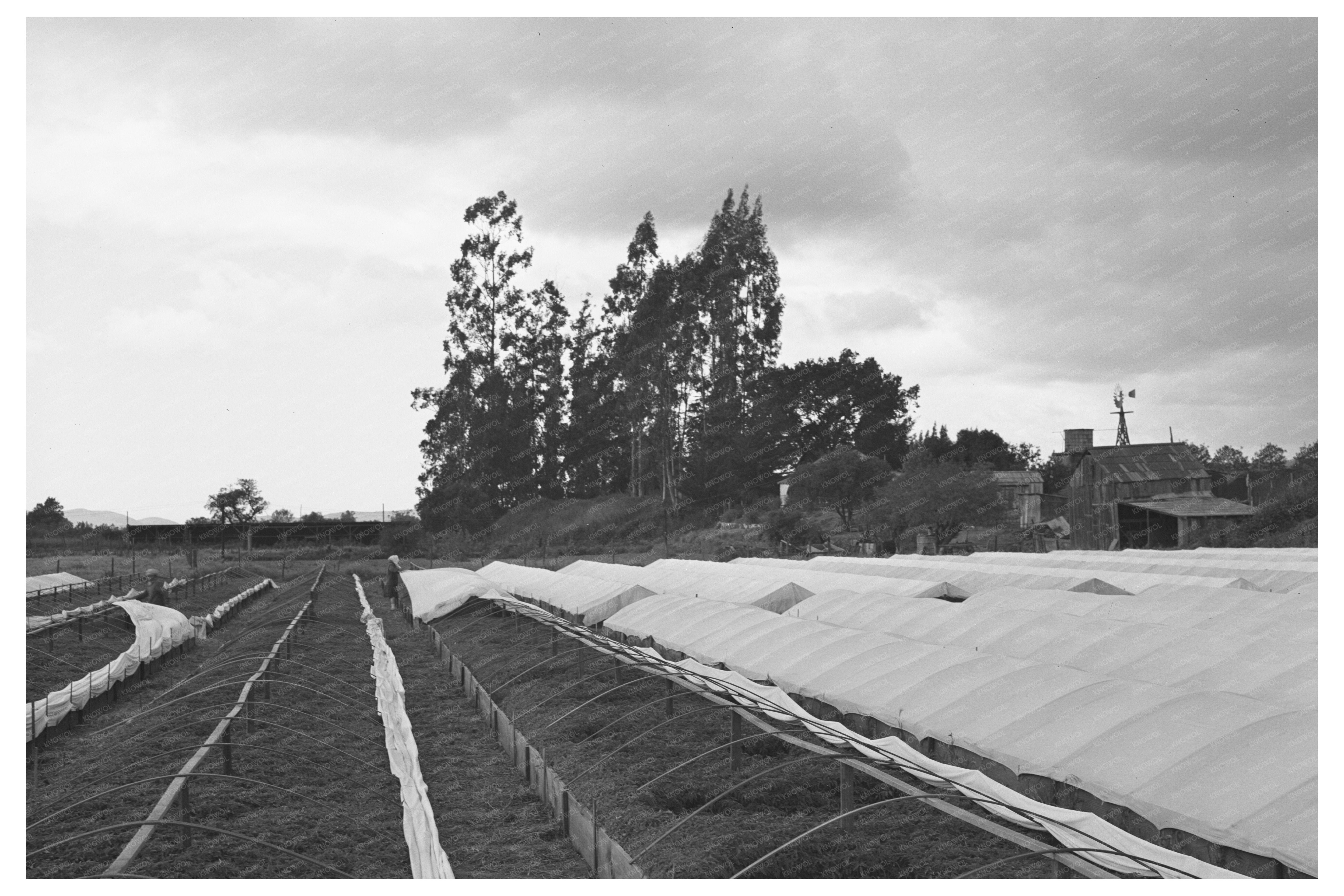 Tomato Plants in Nursery Beds San Benito County 1942