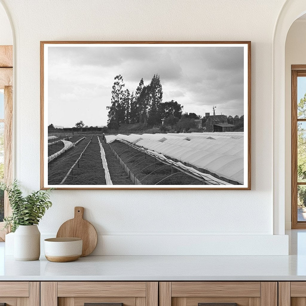 Tomato Plants in Nursery Beds San Benito County 1942