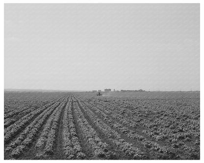 Monterey County Lettuce Field May 1942 Vintage Photo