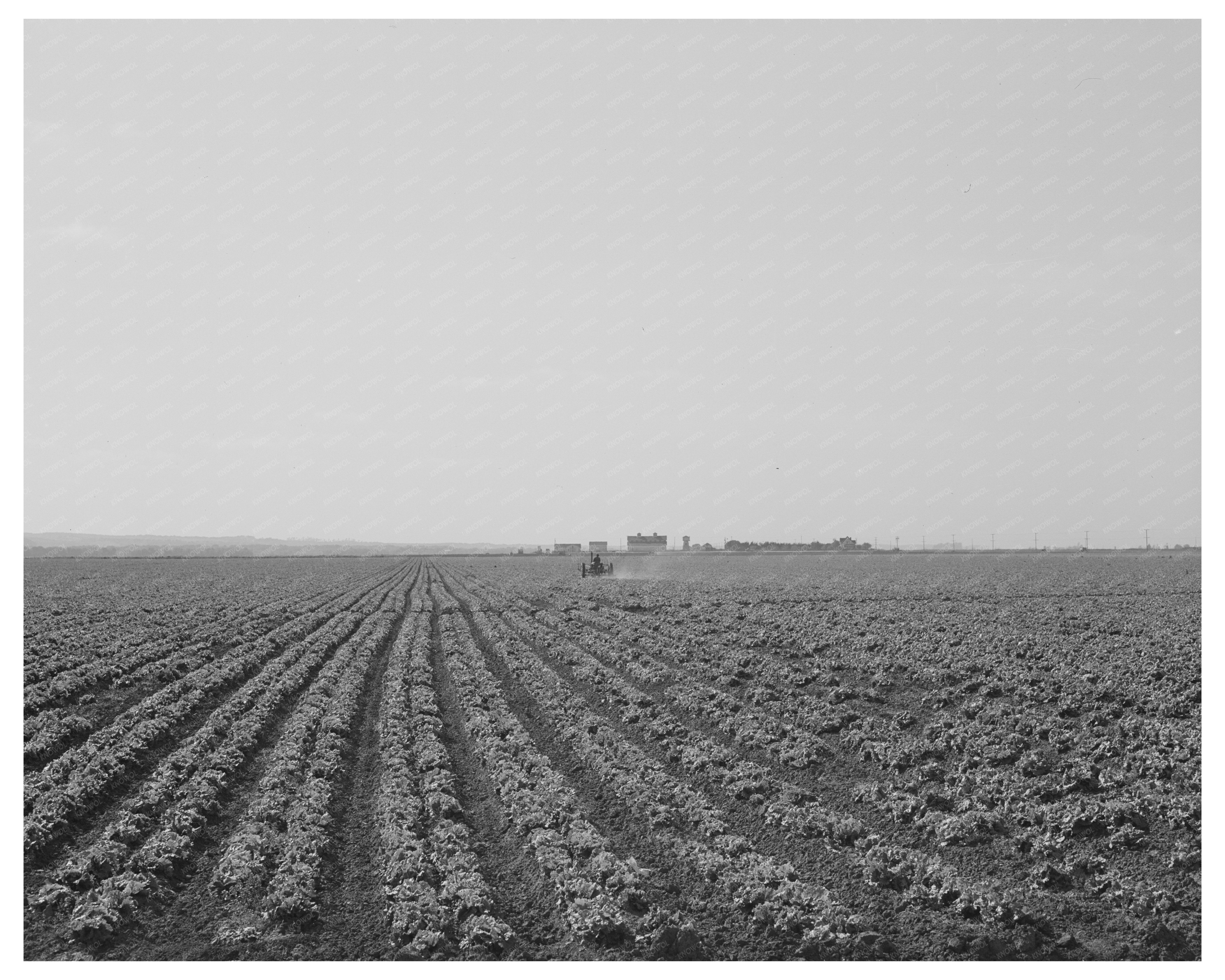 Monterey County Lettuce Field May 1942 Vintage Photo