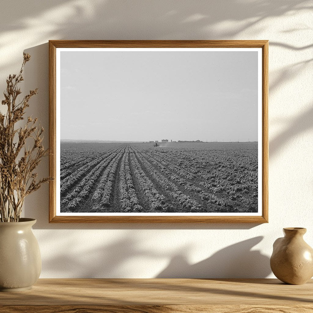 Monterey County Lettuce Field May 1942 Vintage Photo