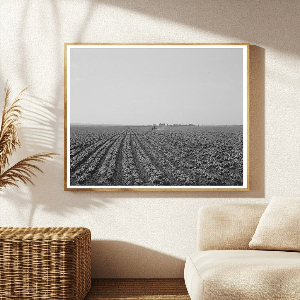 Monterey County Lettuce Field May 1942 Vintage Photo