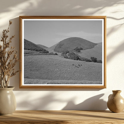 Cattle Grazing on Hills in San Benito County 1942