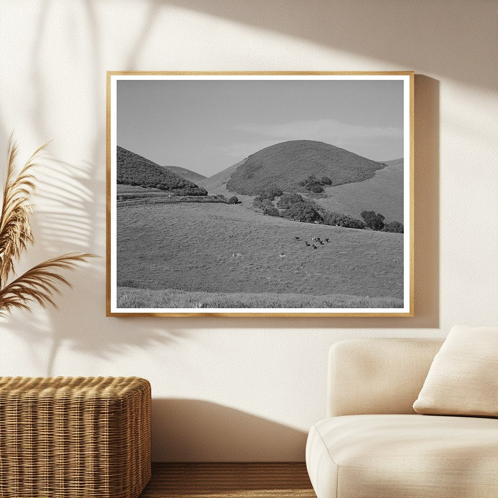 Cattle Grazing on Hills in San Benito County 1942