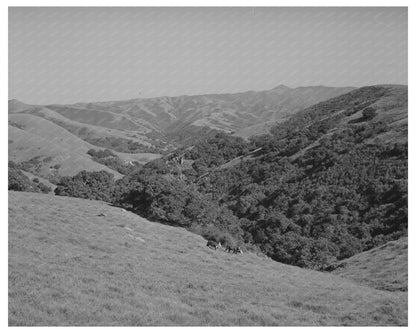 Cattle Grazing in San Benito County May 1942 Vintage Photo