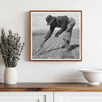 Weeding Guayule Seedbeds in Salinas California 1942