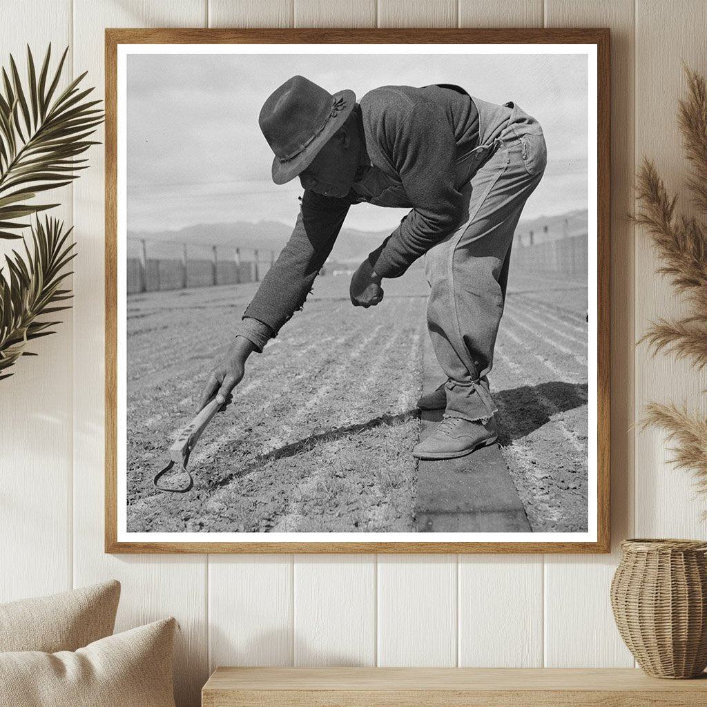 Weeding Guayule Seedbeds in Salinas California 1942