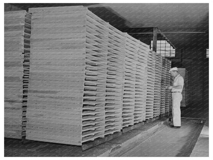 Cabbage Dehydrating Plant Turlock California June 1942