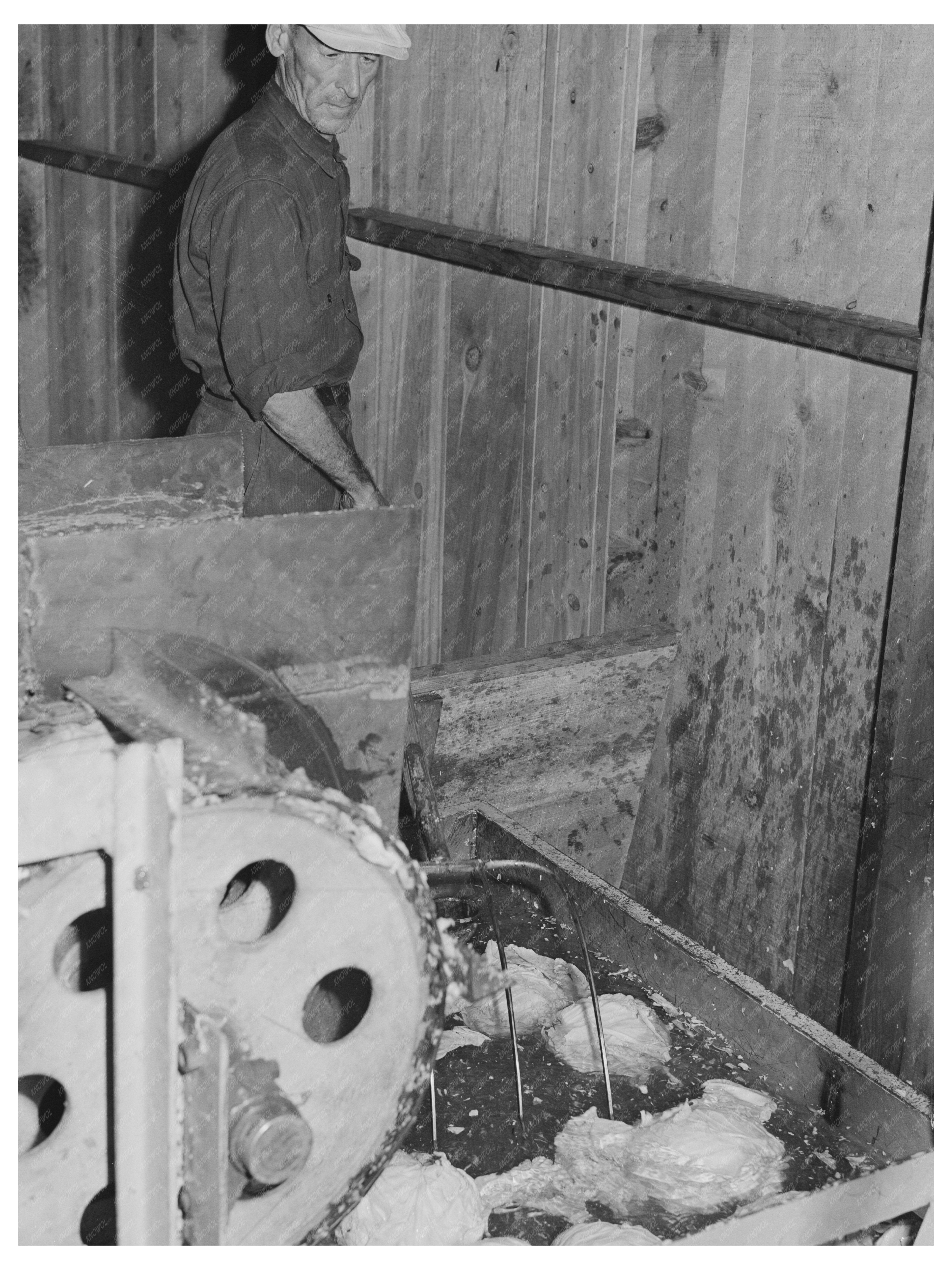 Workers Washing Cabbage for Dehydration in Turlock 1942