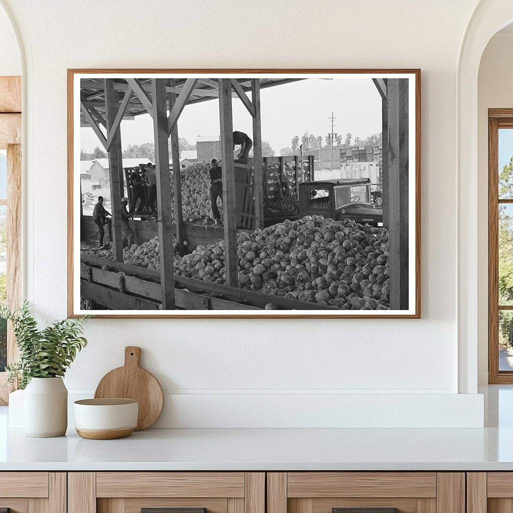 Cabbage Unloading at Dehydrating Plant Turlock 1942