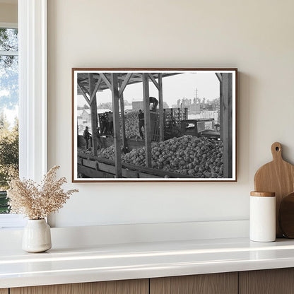 Cabbage Unloading at Turlock Dehydrating Plant 1942