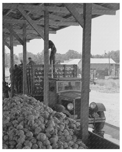 1942 Workers Drying Cabbage at Turlock Dehydrating Plant