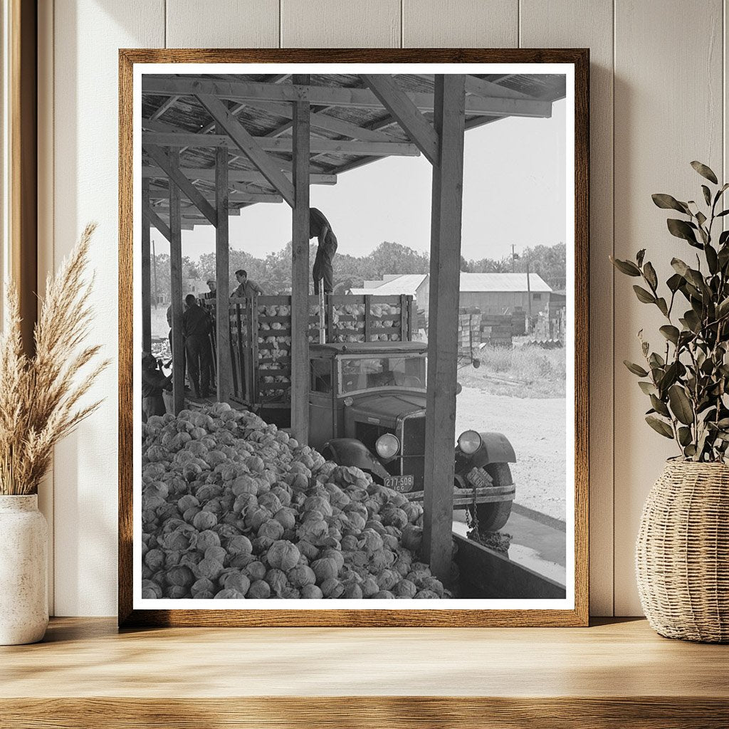 1942 Workers Drying Cabbage at Turlock Dehydrating Plant