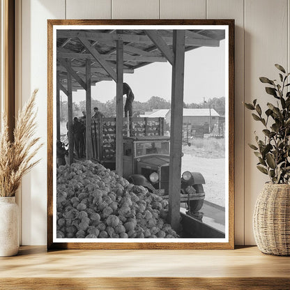 1942 Workers Drying Cabbage at Turlock Dehydrating Plant