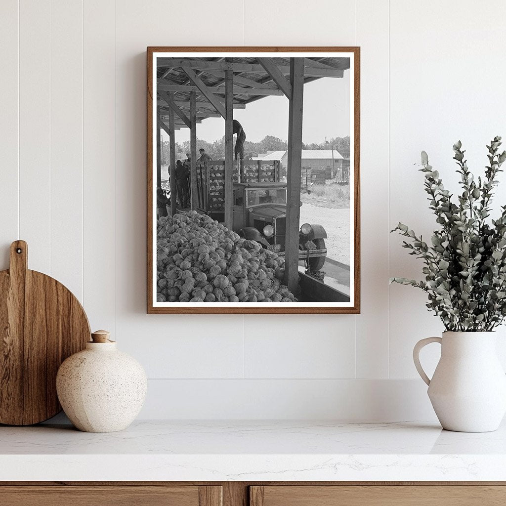 1942 Workers Drying Cabbage at Turlock Dehydrating Plant