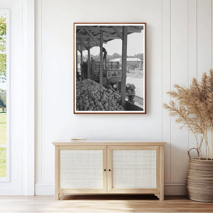 1942 Workers Drying Cabbage at Turlock Dehydrating Plant