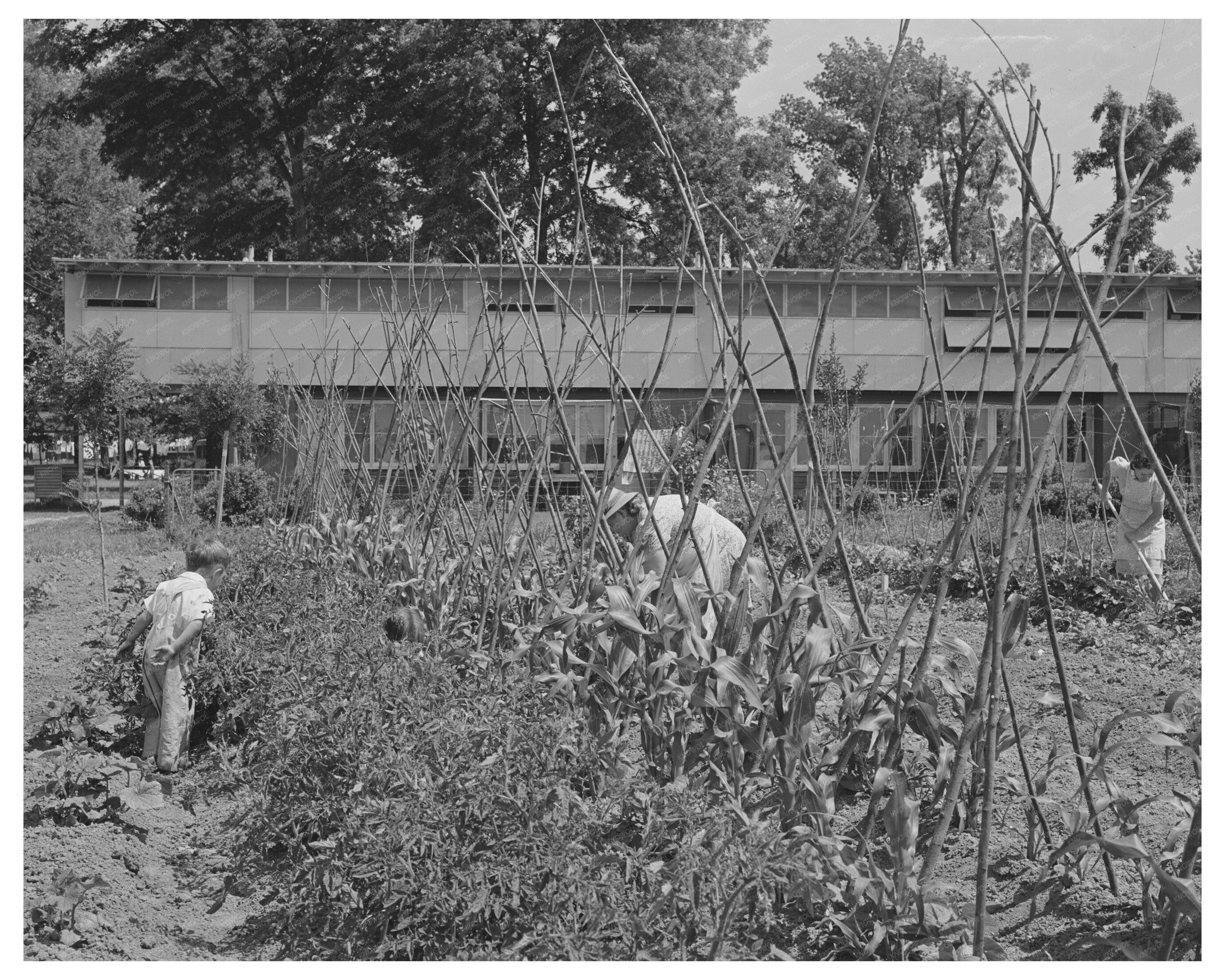 1942 Family Gardening in Yuba City California FSA Image