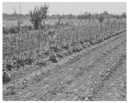 Yuba City Garden of FSA Community June 1942