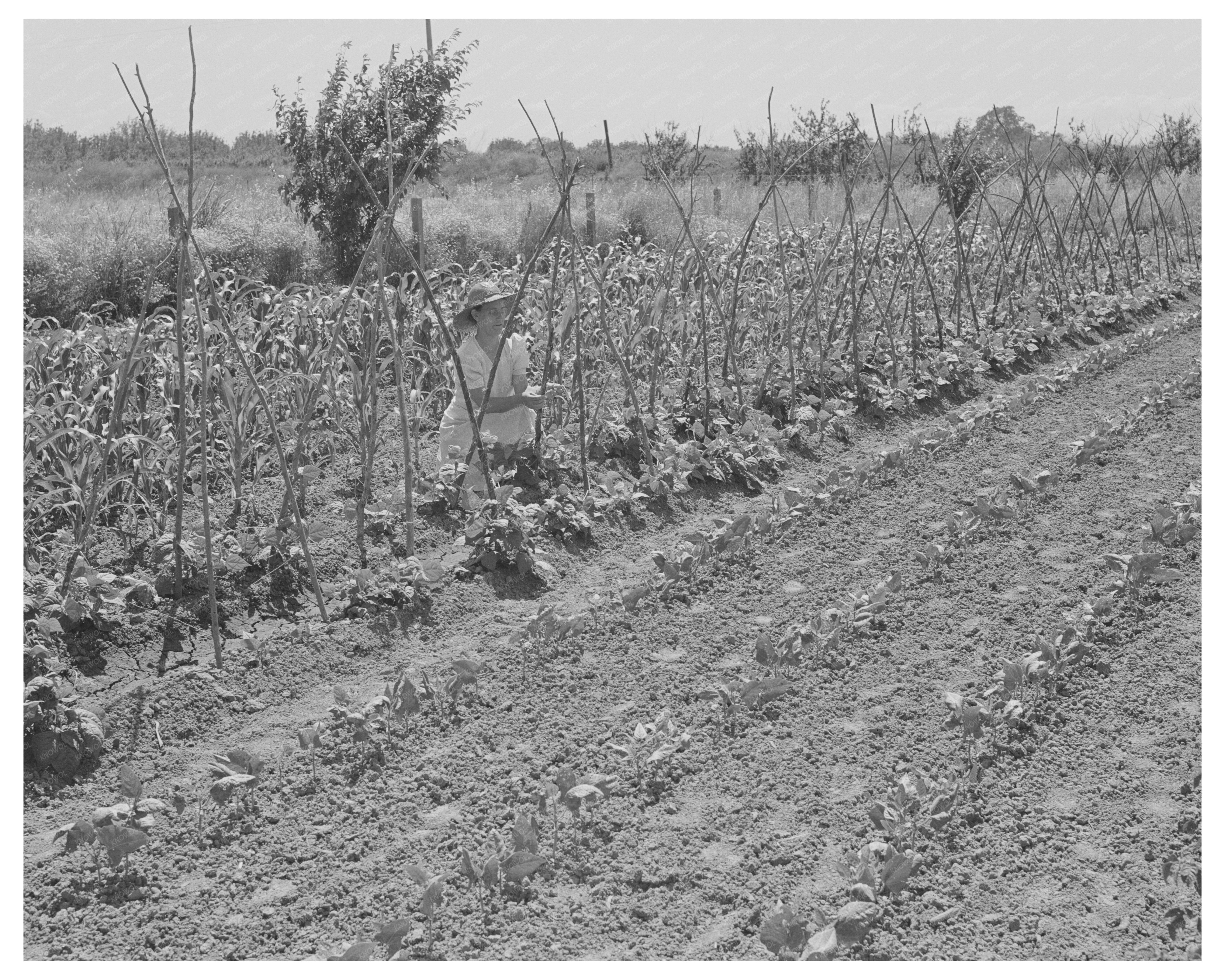 Yuba City Garden of FSA Community June 1942
