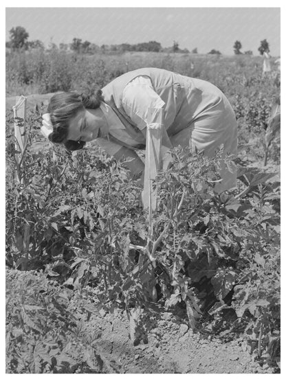 Mrs. Zenith Prothero Weeding Tomatoes Yuba City 1942