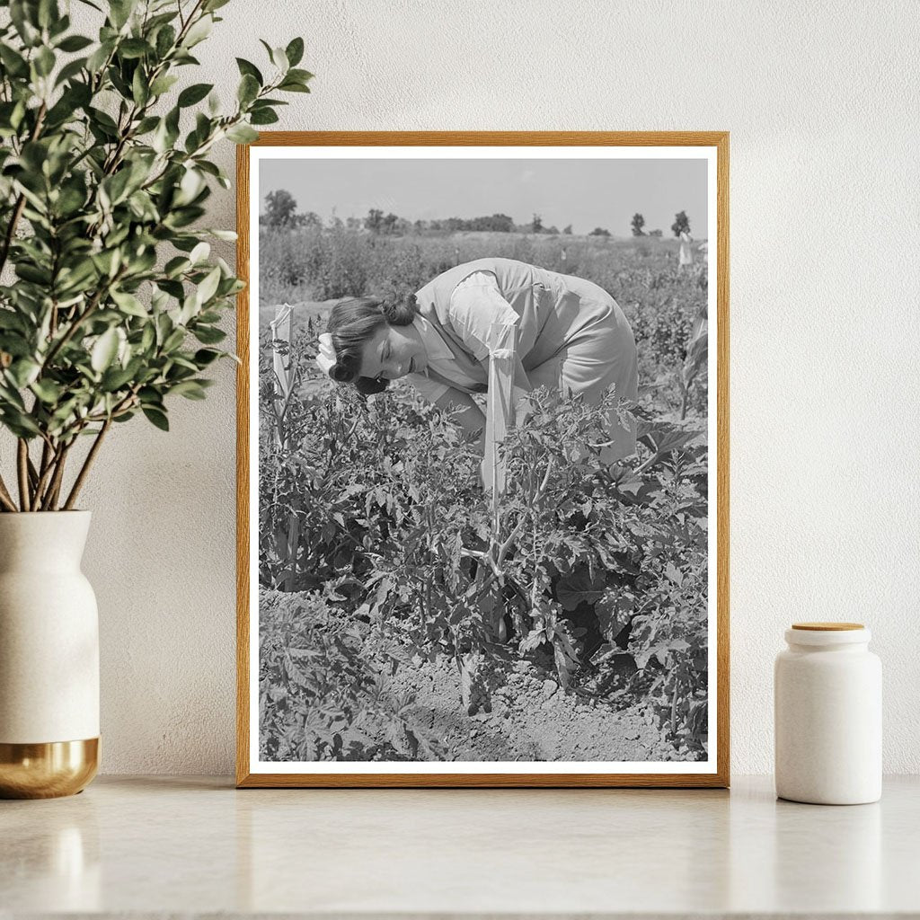 Mrs. Zenith Prothero Weeding Tomatoes Yuba City 1942