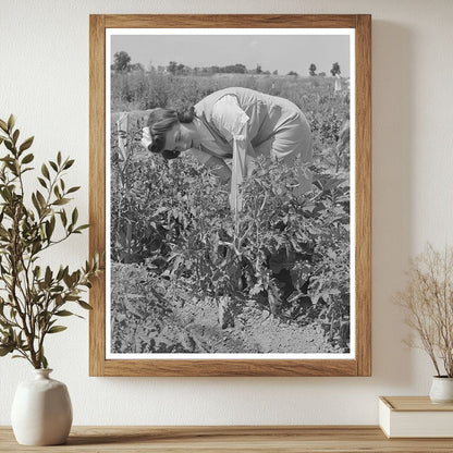 Mrs. Zenith Prothero Weeding Tomatoes Yuba City 1942