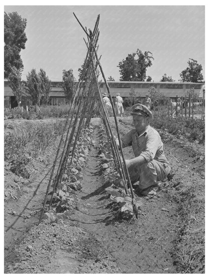 Kentucky Wonder Pole Beans Yuba City June 1942