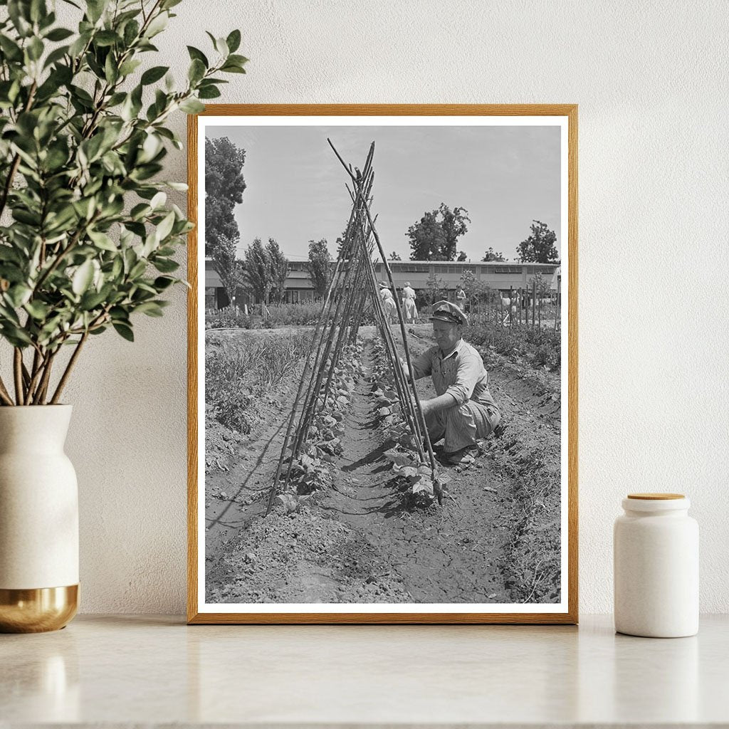 Kentucky Wonder Pole Beans Yuba City June 1942