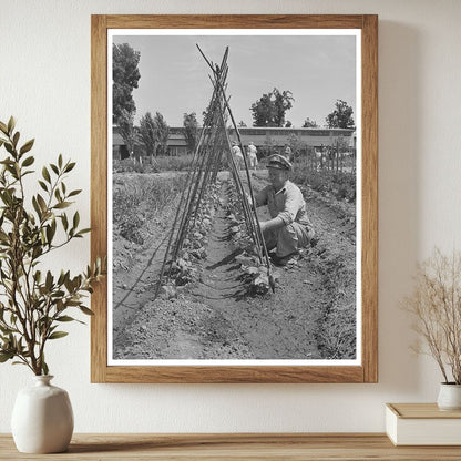 Kentucky Wonder Pole Beans Yuba City June 1942