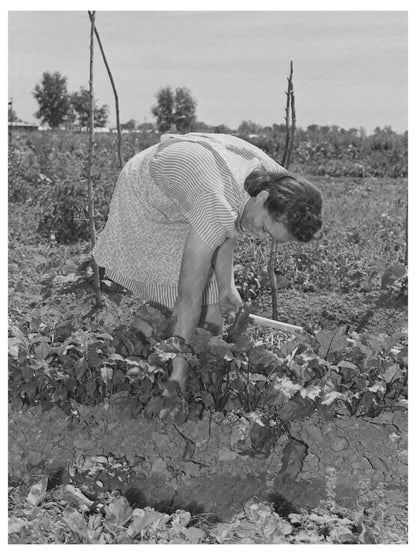 Mrs. Sylvia Yonce Weeding Beans in Yuba City 1942