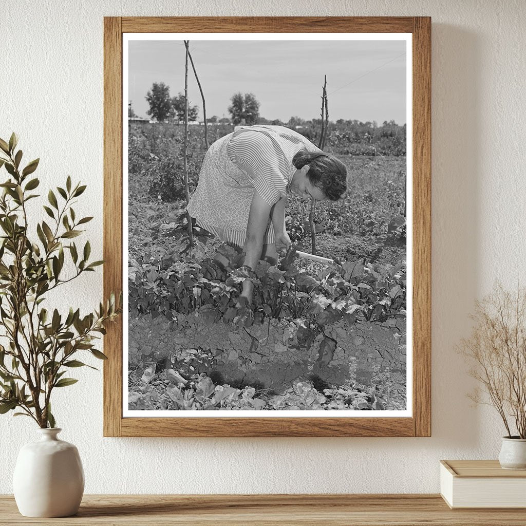 Mrs. Sylvia Yonce Weeding Beans in Yuba City 1942