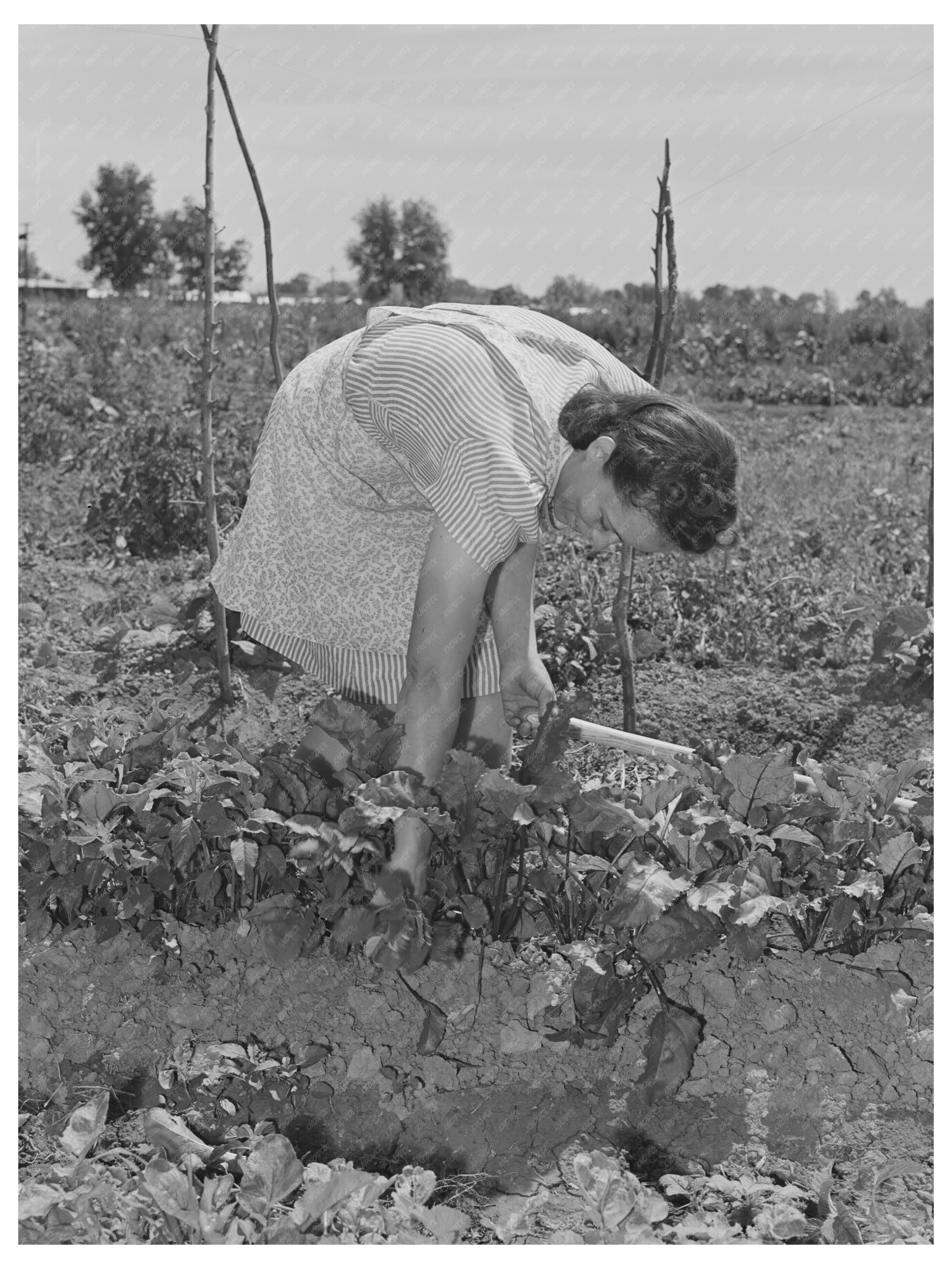 Mrs. Sylvia Yonce Weeding Beans Yuba City California 1942