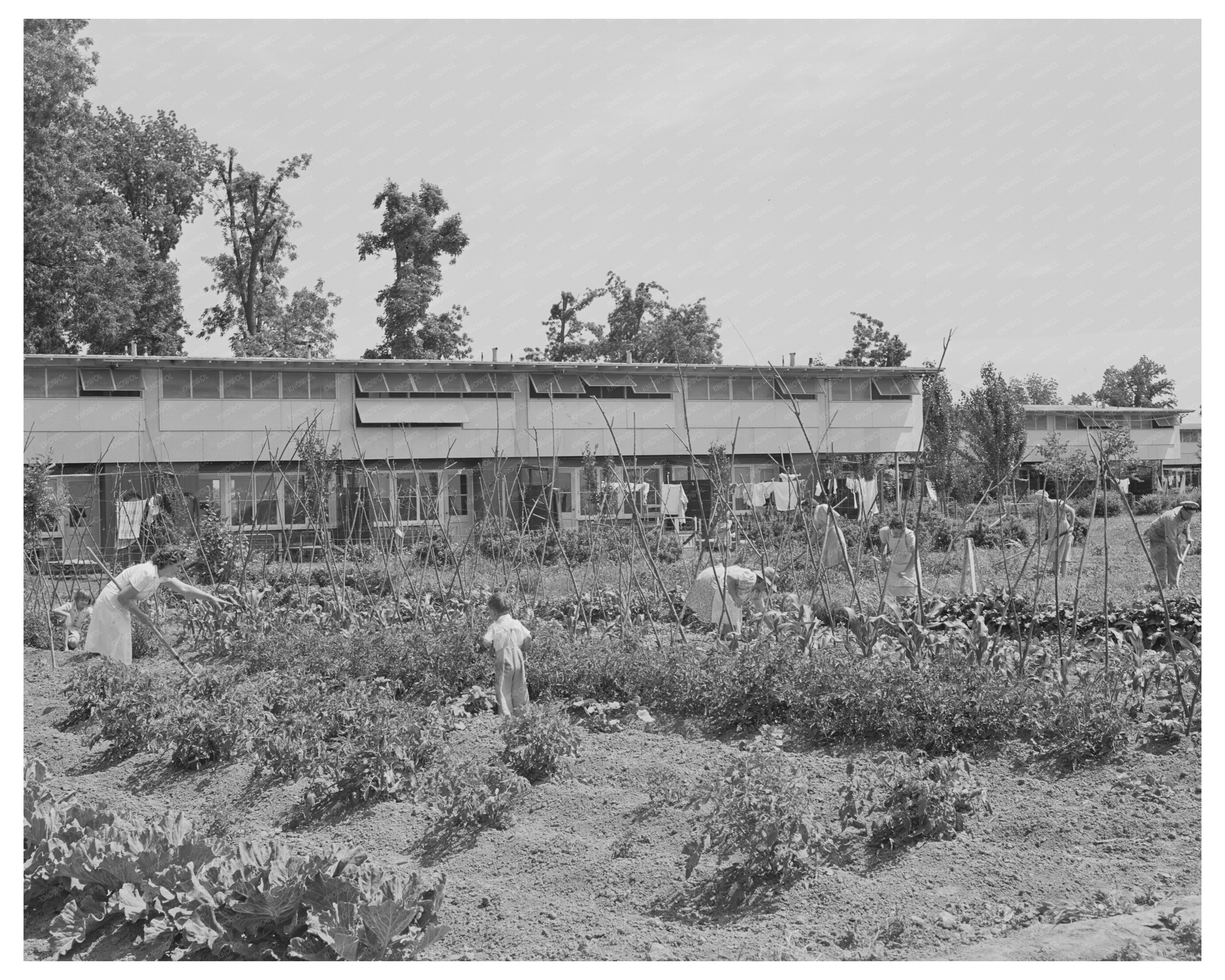 Farm Workers Tending Garden in Yuba City California 1942