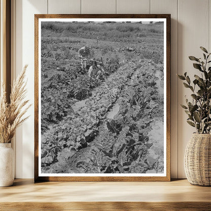 Children Working in Community Gardens Yuba City 1942