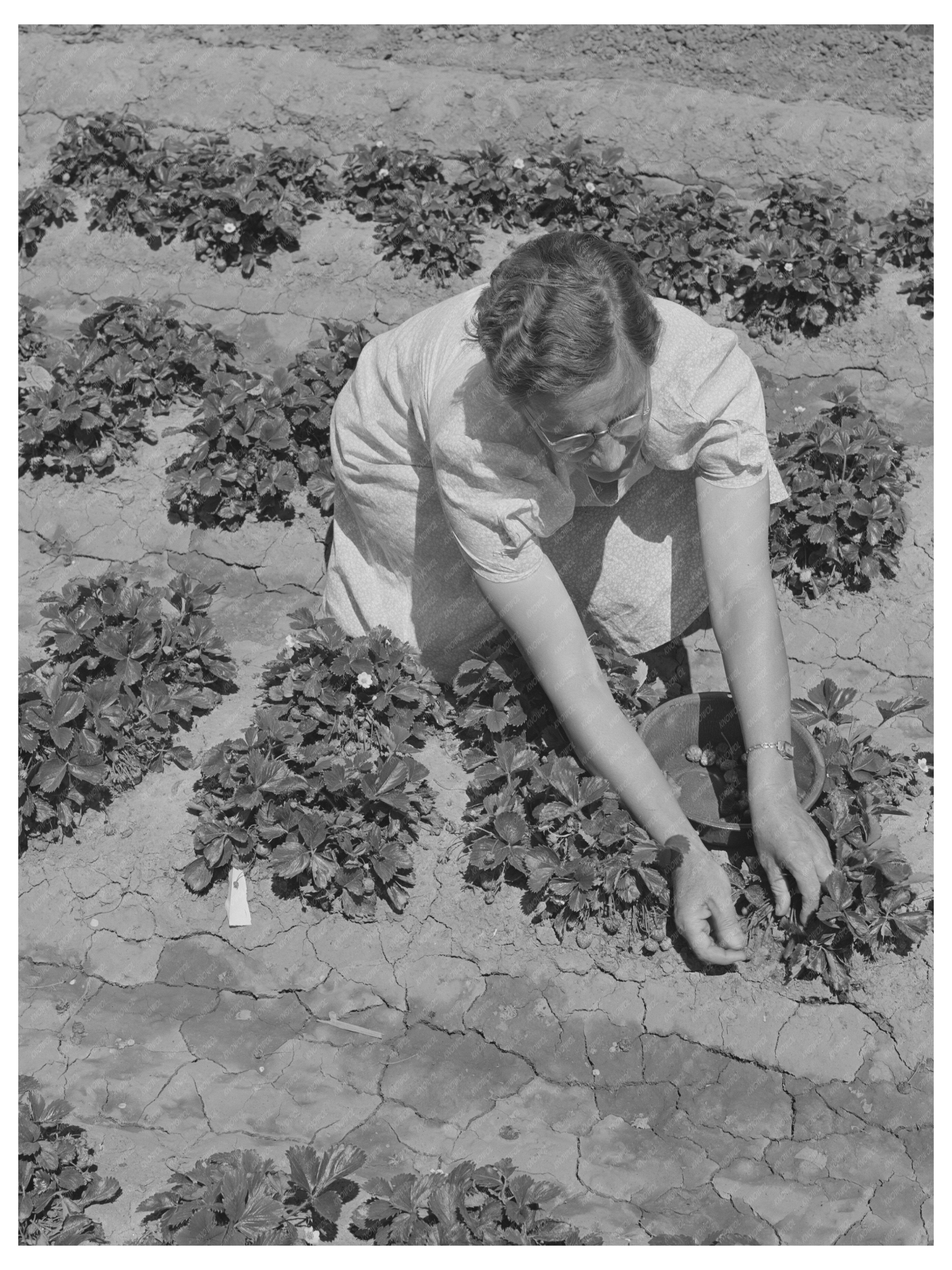 Strawberry Bed in FSA Community Gridley California 1942