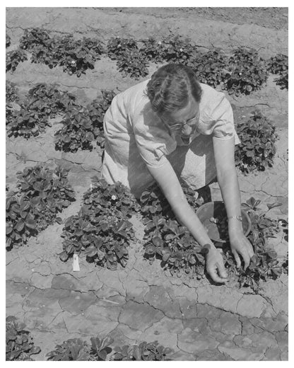 Strawberry Bed in Gridley California June 1942
