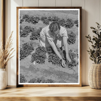 Strawberry Bed in Gridley California June 1942