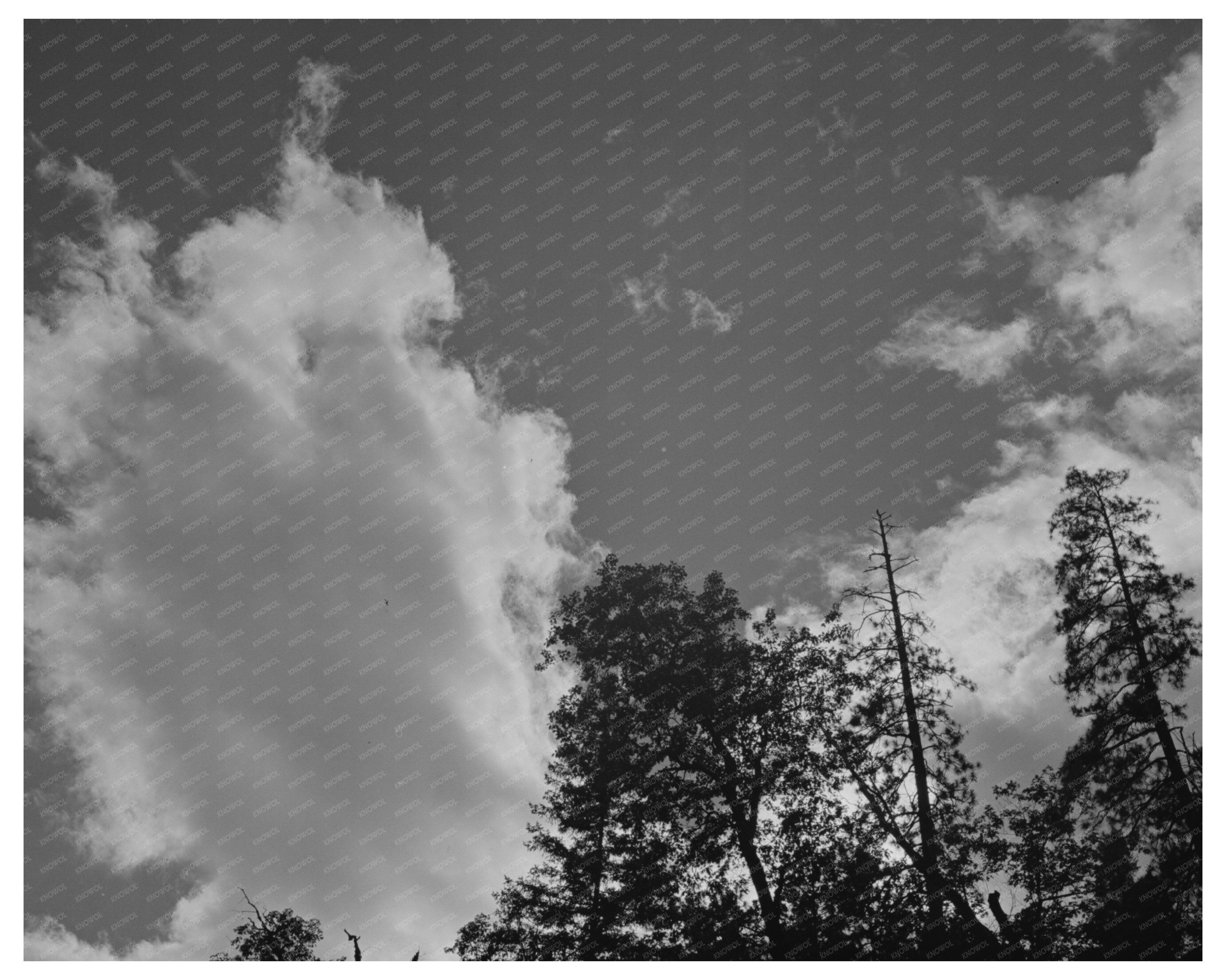 Shasta County Landscape with Trees June 1942