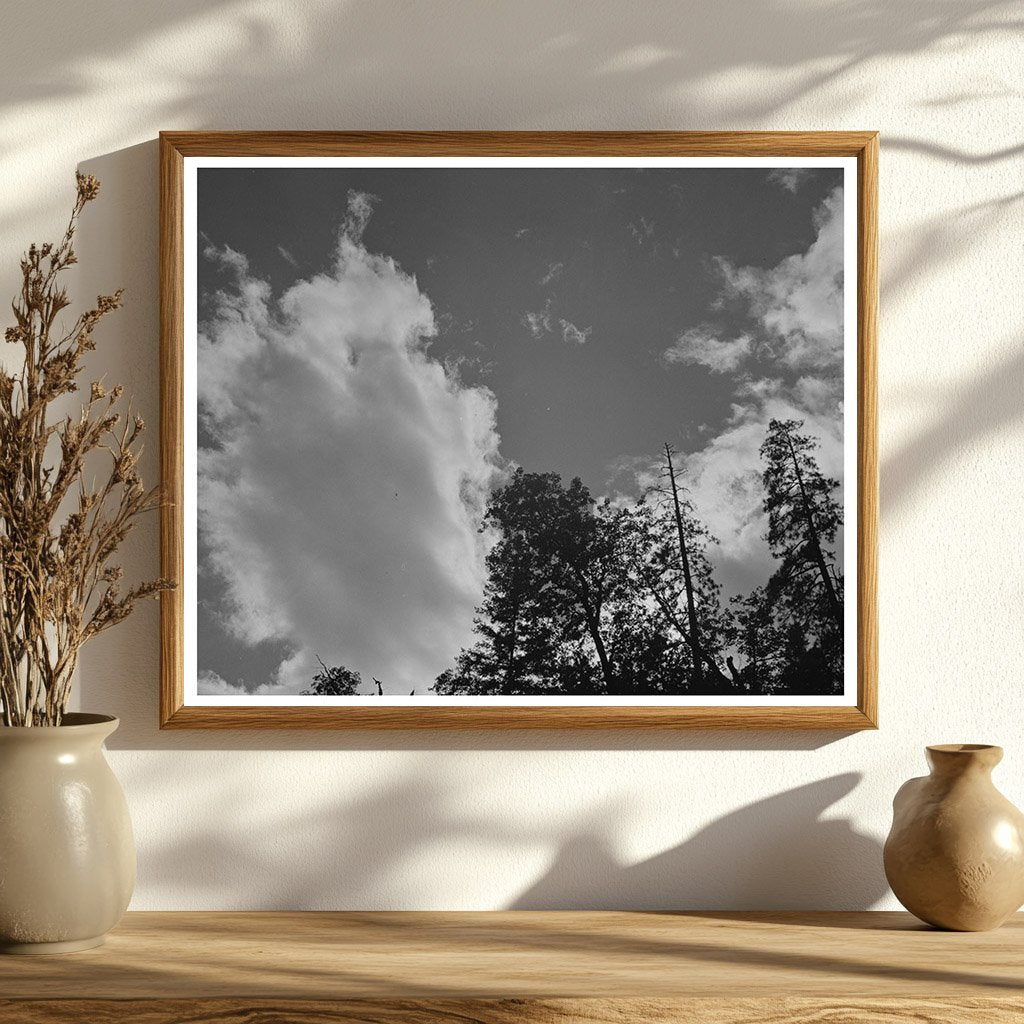 Shasta County Landscape with Trees June 1942