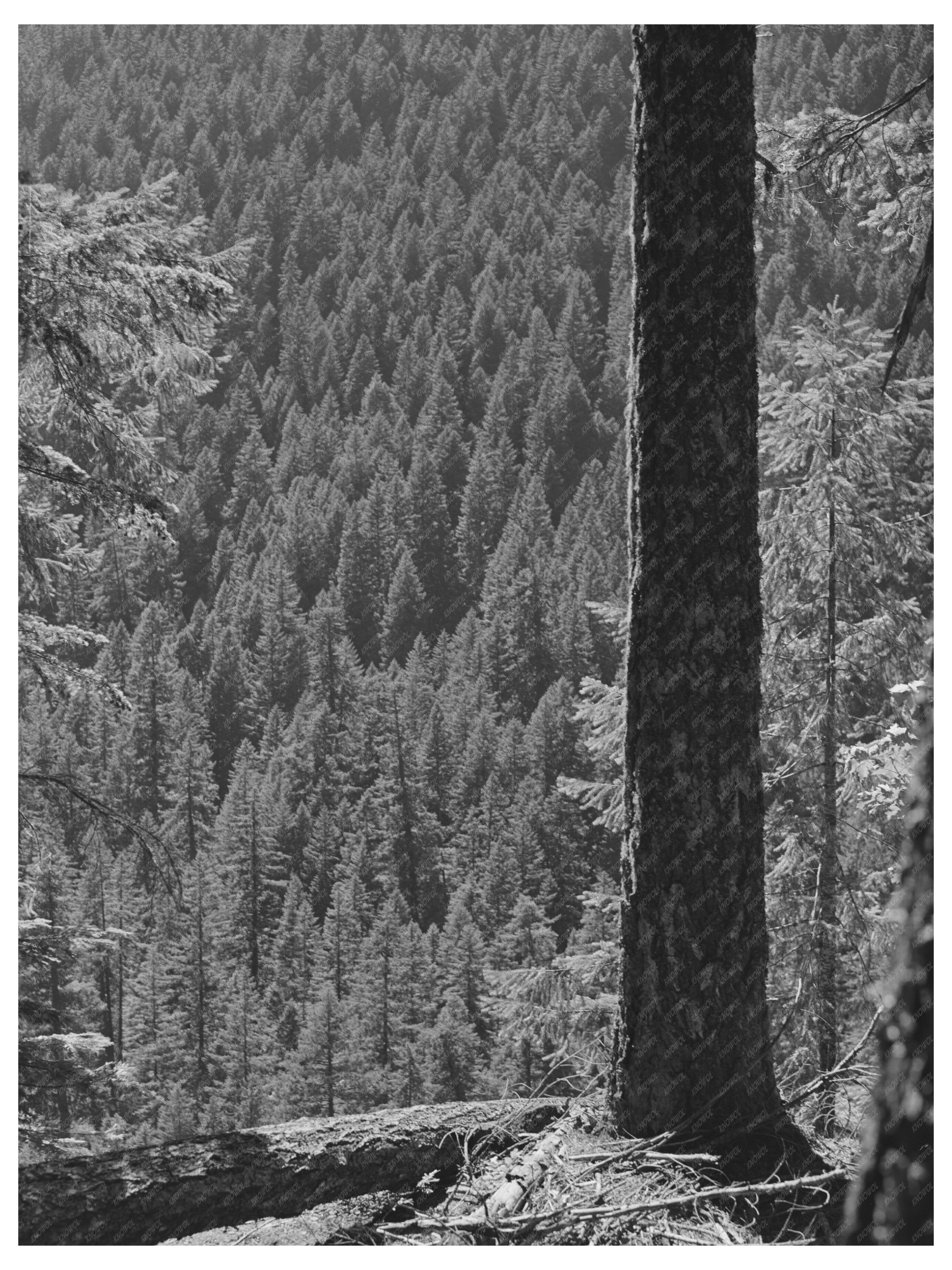 Willamette National Forest Woods July 1942