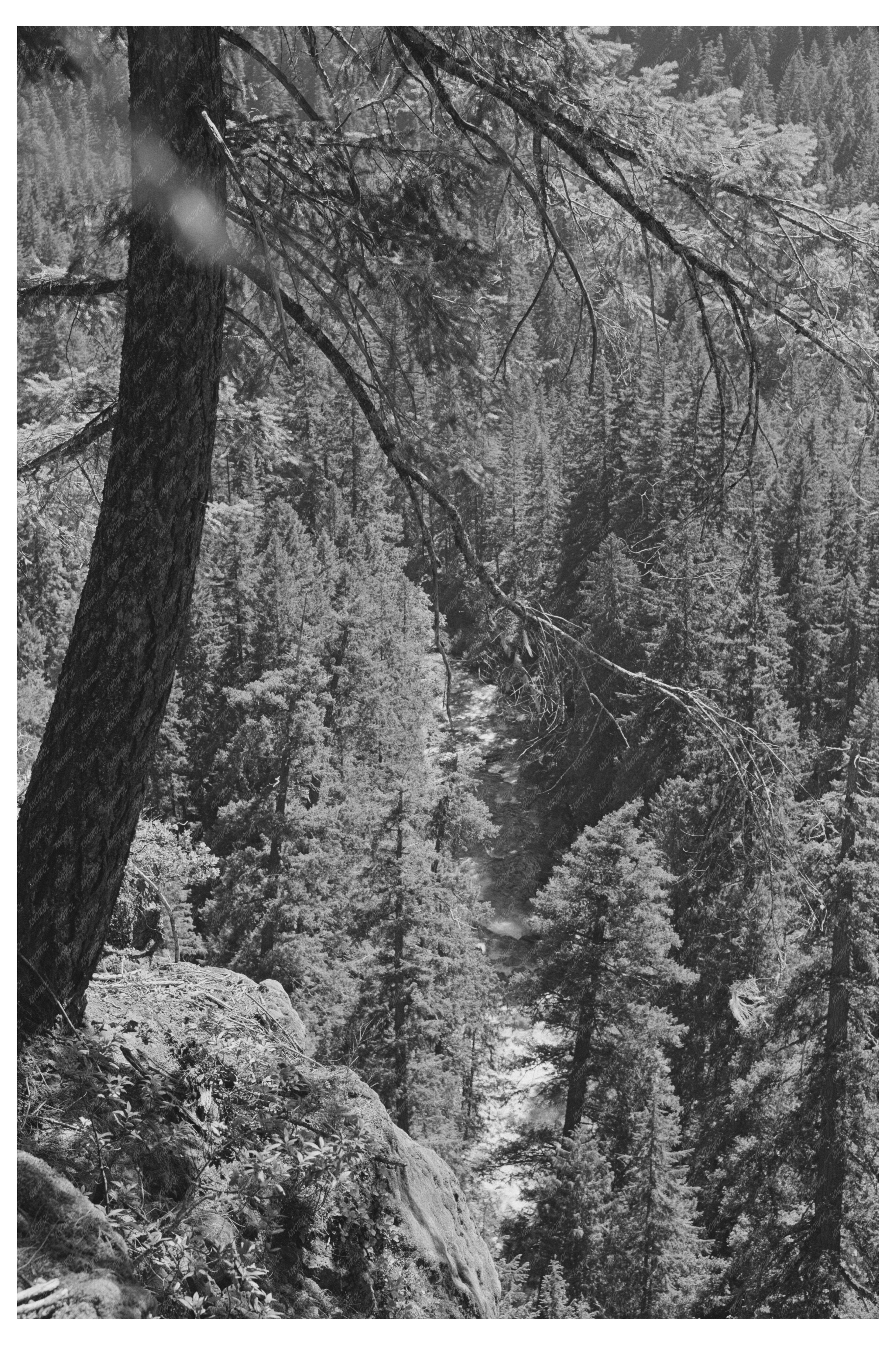 Wooded Landscape with McKenzie River Linn County Oregon 1942