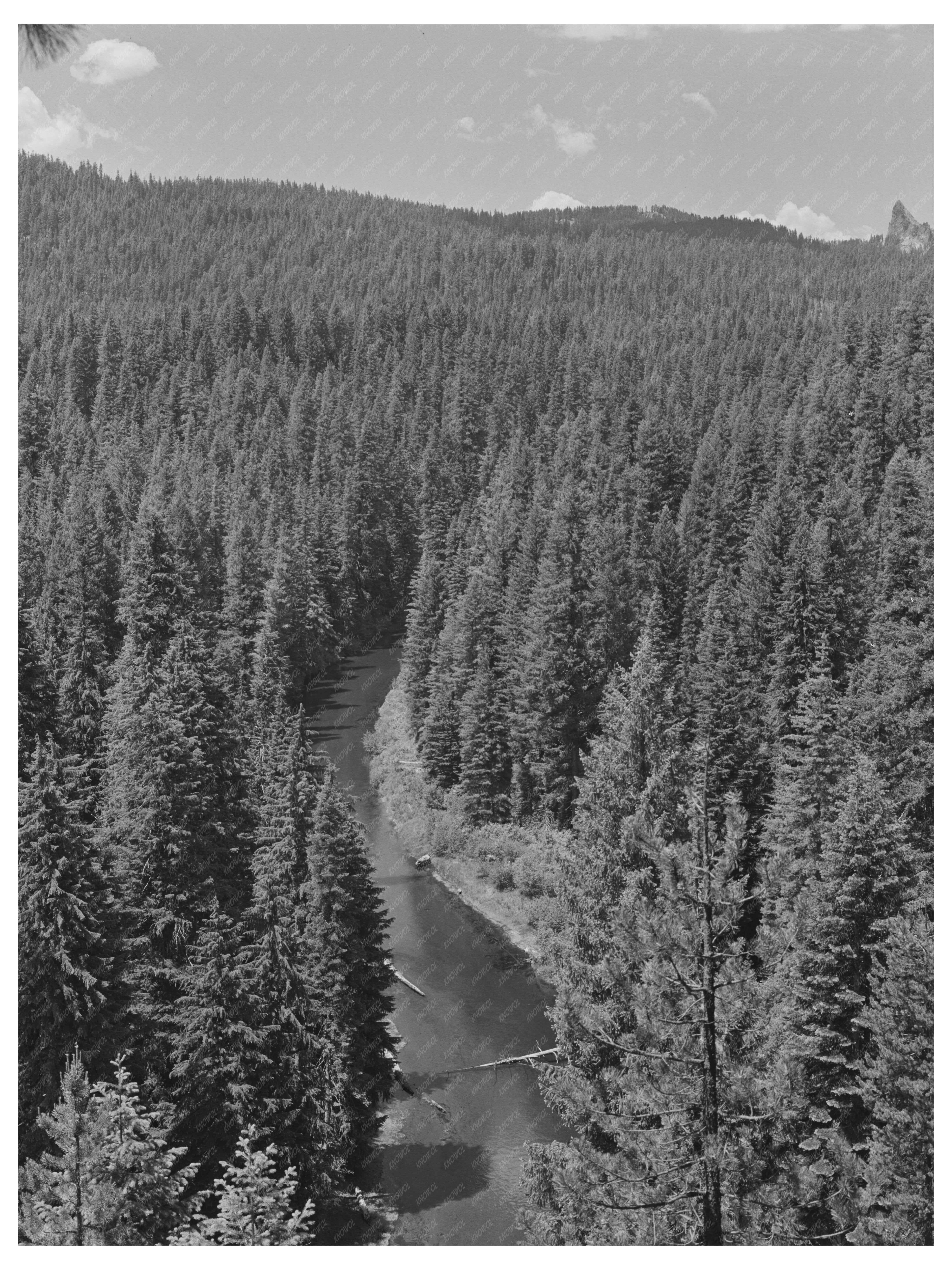 McKenzie River in Willamette National Forest 1942