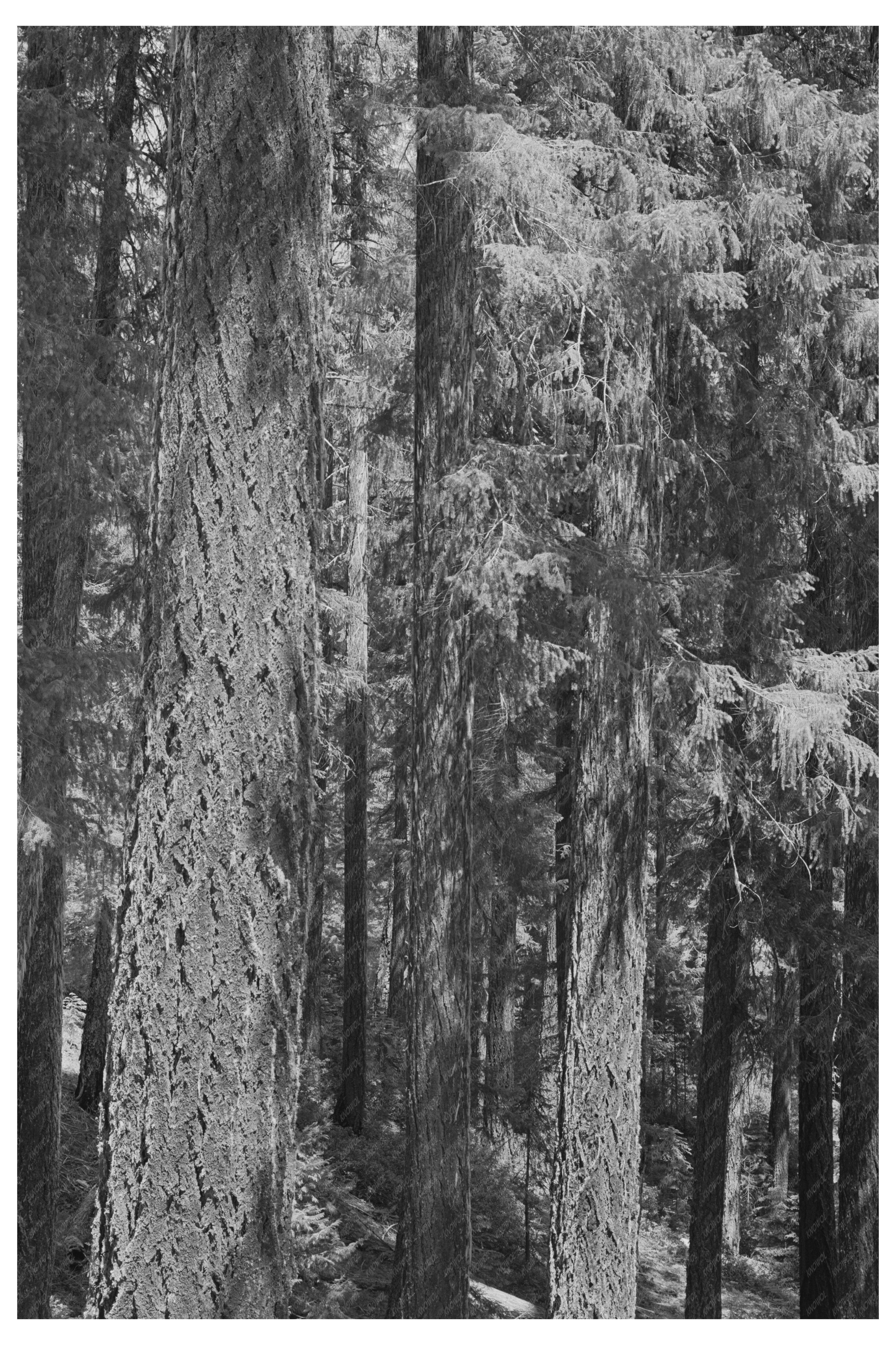 Linn County Oregon July 1942 Vintage Forest Photograph