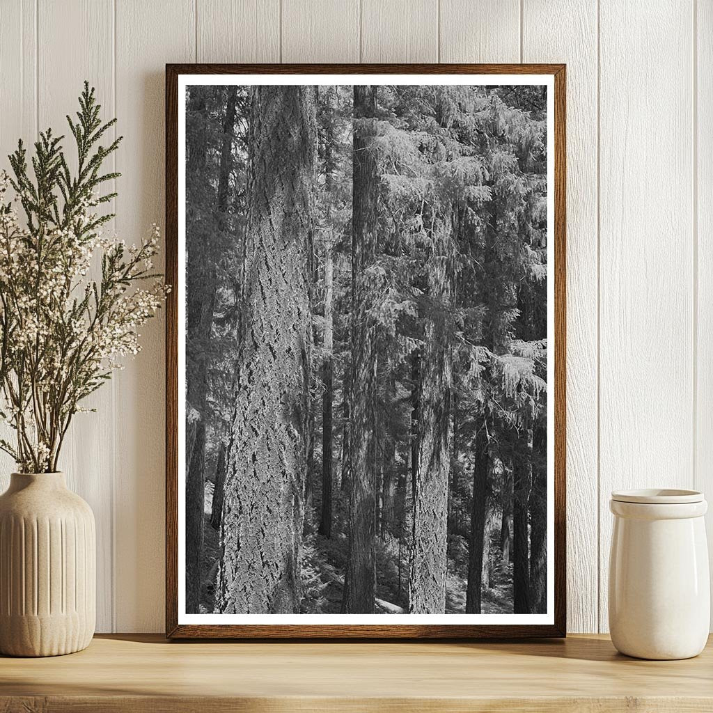 Linn County Oregon July 1942 Vintage Forest Photograph