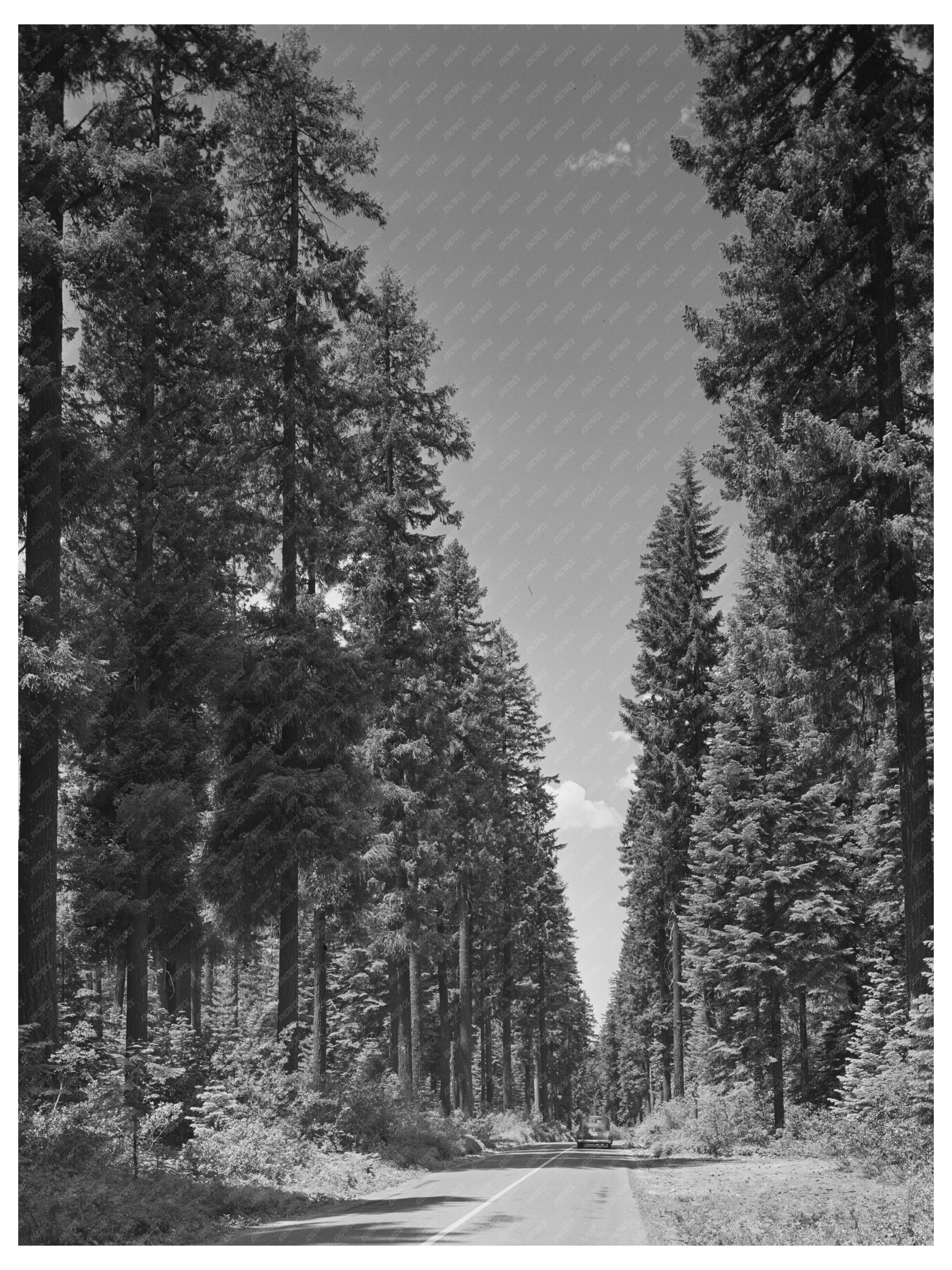 Rogue River National Forest Highway July 1942 Photo