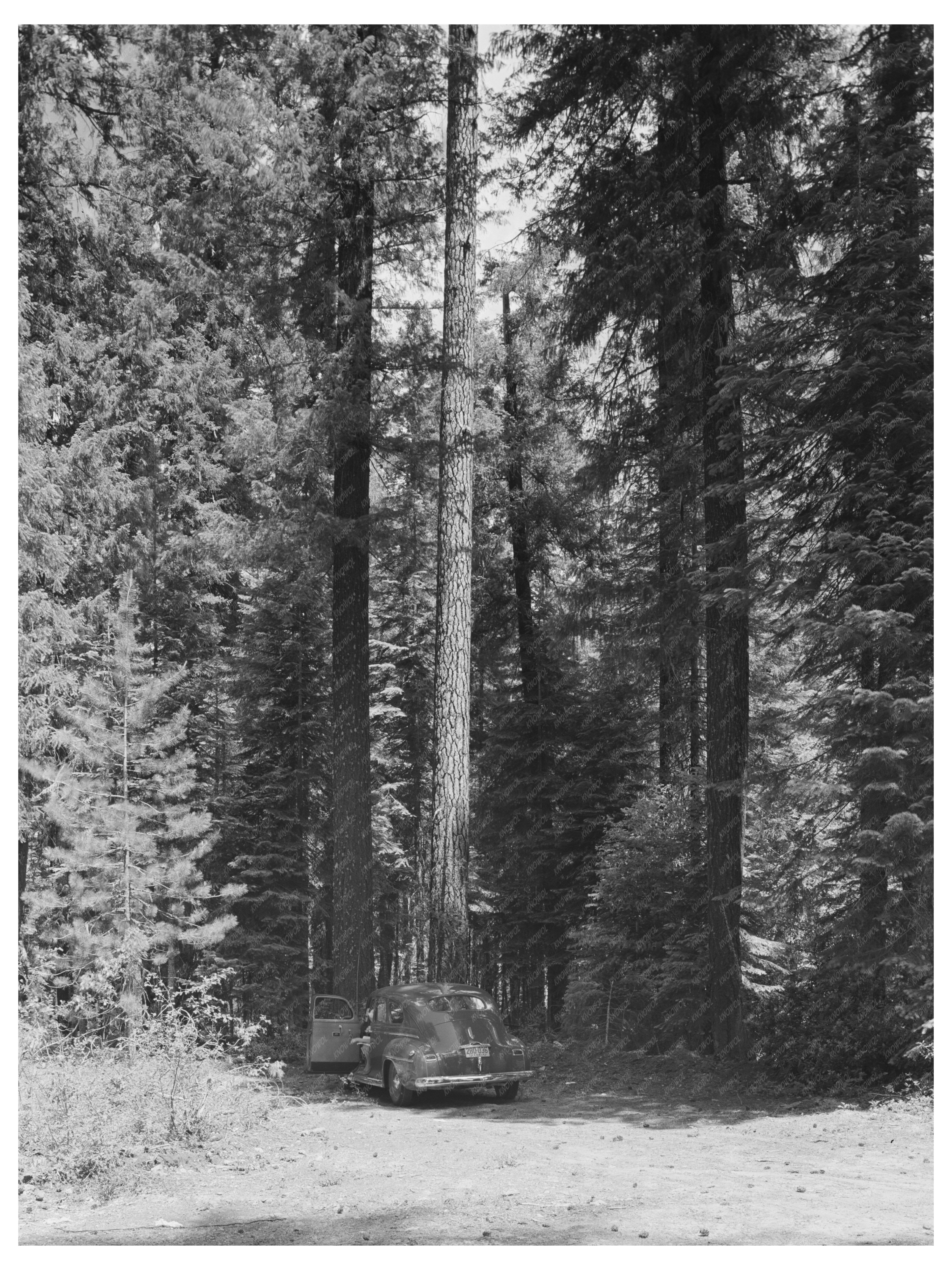 Rogue River National Forest Vintage Photo July 1942