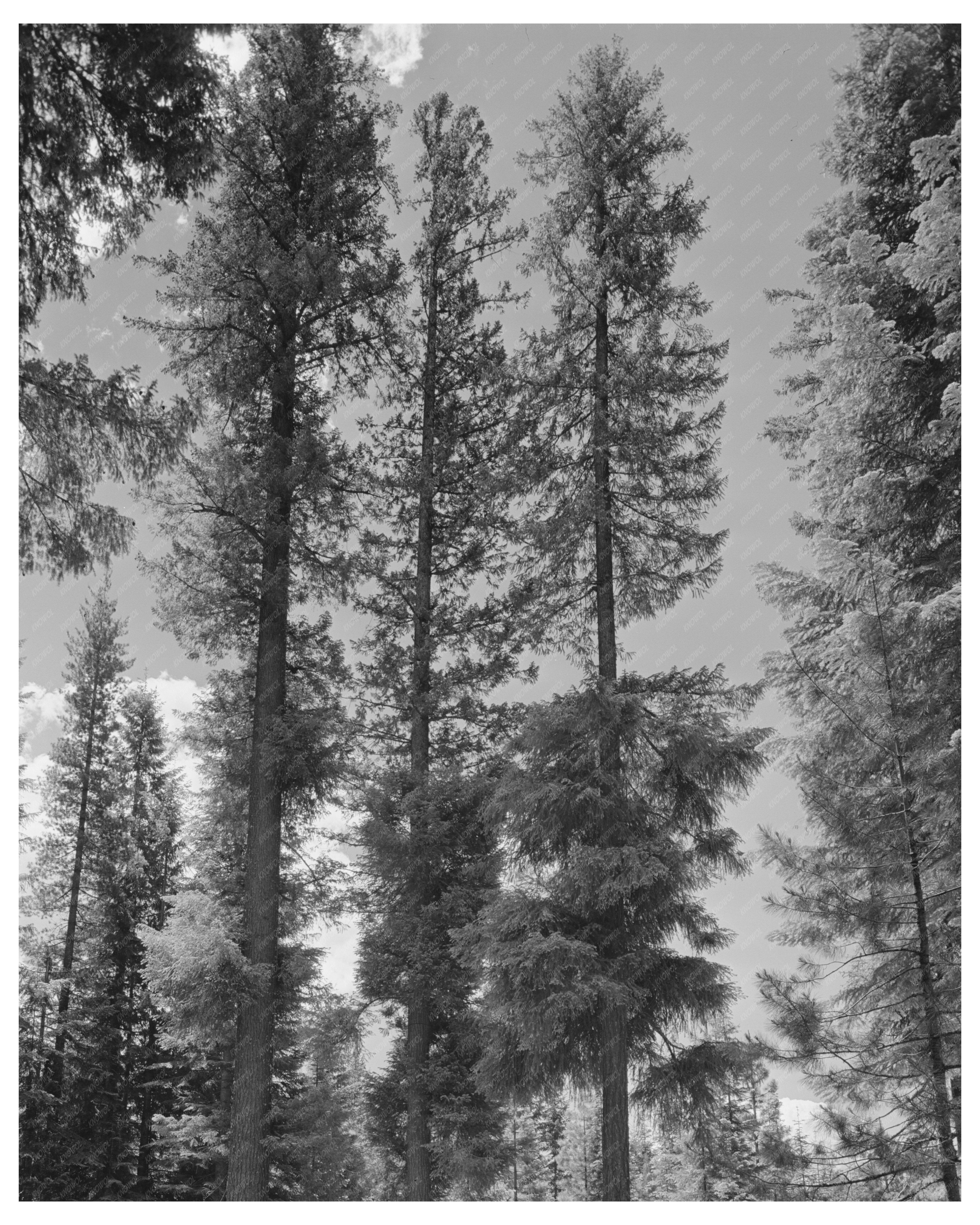 Rogue River National Forest July 1942 Vintage Photo
