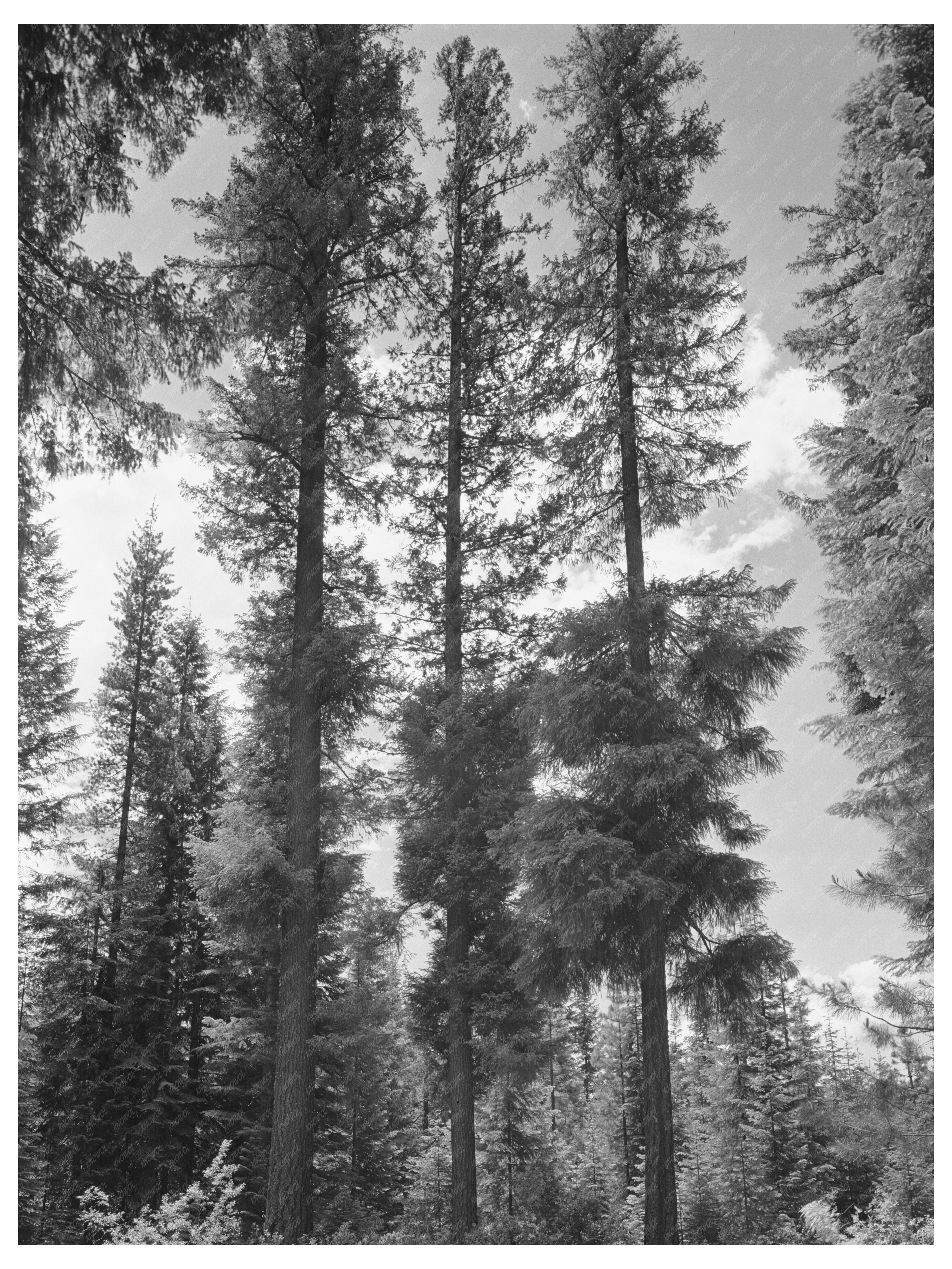 Rogue River National Forest Vintage Image July 1942